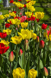 Fototapeta Tulipany - Red and yellow tulips on a flowerbed in the garden.