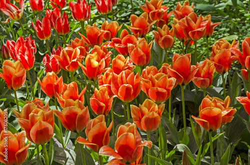 Zdjęcie XXL Tulipany z gatunku Calypso greigii