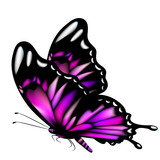 Fototapeta Motyle - beautiful pink butterfly, isolated  on a white
