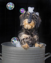 Puppy Bubble Bad