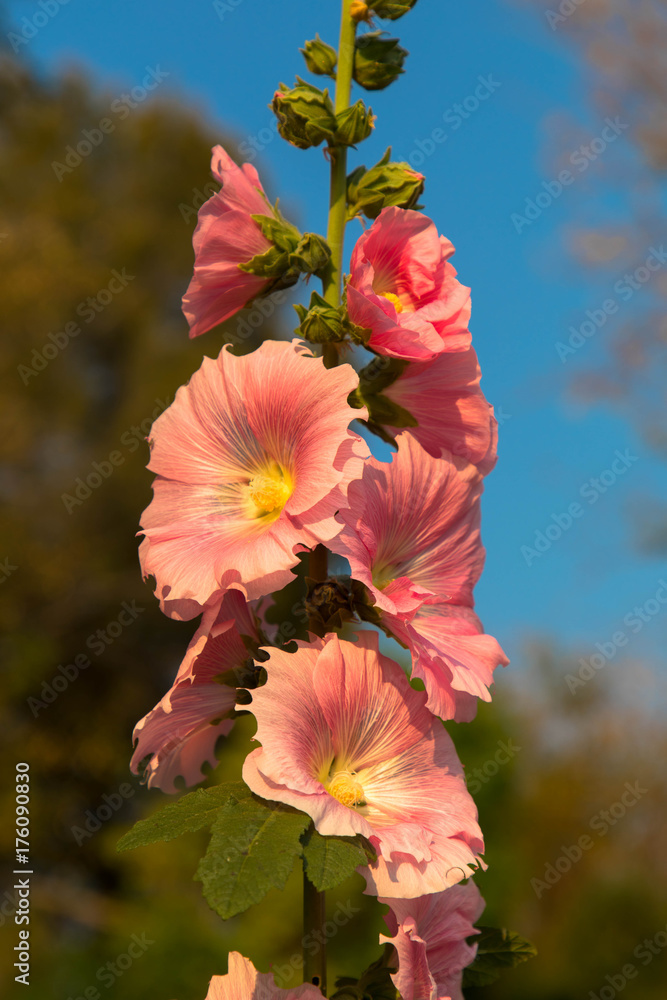 Langstielige Blume Stock Photo