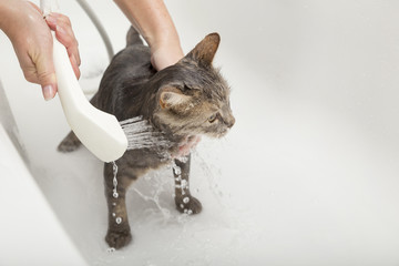 Wall Mural - Showering the cat