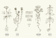 Vector illustrations of herbs improving immune system.