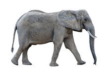 Gray Walking African Elephant Isolated On White Background