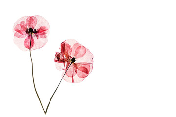 dry poppy flowers