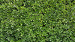 Green Wall Hedge Boxwood