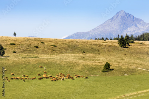 Zdjęcie XXL letnie pastwiska pod wzgórzem Krivan, Wysokie Tatry, Słowacja