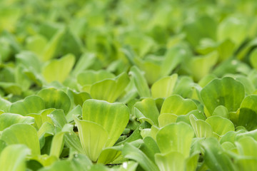 Wall Mural - Closeup water lettuce, Natural green leaf for background