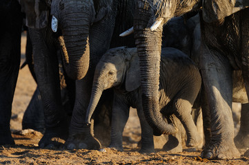 Poster - Afrikanischer Elefant, Elefanten Kalb, Etosha Nationalpark, Namibia, (Loxodonta africana)