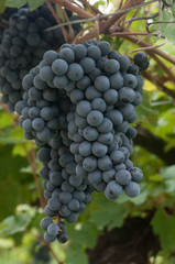 bunch of grapes to produce wine