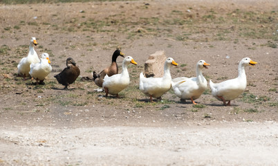 Ducks going through a country safari farm