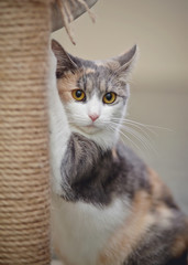 Wall Mural - Portrait of the yellow-eyed cat of a multi-colored color