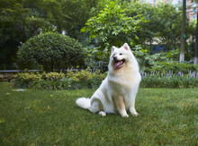 One Samoyed Dog Outdoor