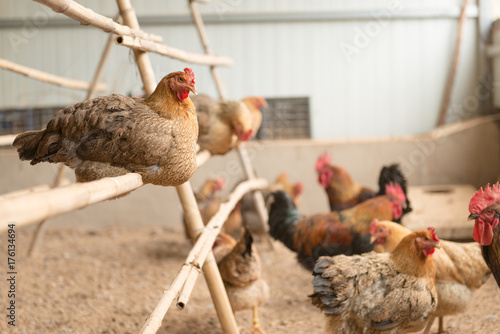 Free Range Uncaged Chickens In A Chicken House Buy This Stock