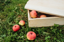 Wooden Box With Apples On The Grass