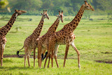 Fototapeta Sawanna - Giraffes in Arusha National Park - Tanzania