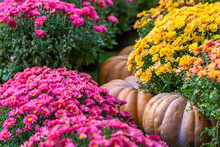 Yellow Large Pumpkins Lie On The Ground, Between Rows Of Red Flowers - Chrysanthemums. Colorful Autumn In Moscow City, Russia.