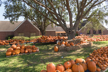 Pumpkin Decoration At Free To Public Pumpkin Patch In Local Community Church At Pearland, Texas, USA. Halloween Background.