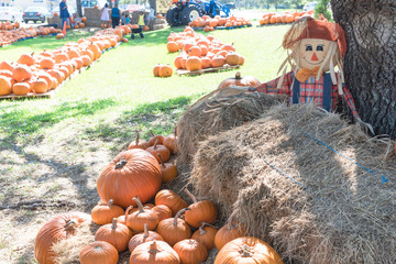 pumpkin decoration at free to public pumpkin patch in local community church at pearland, texas, usa