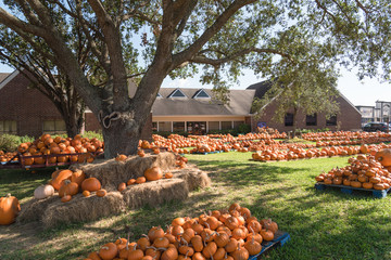 pumpkin decoration at free to public pumpkin patch in local community church at pearland, texas, usa