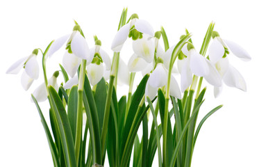 Wall Mural - Snowdrops (Galanthus nivalis) on white background