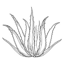 Vector Drawing Of Outline Aloe Vera Or True Aloe Plant With Fleshy Leaf In Black Isolated On White Background. Alternative Medicinal And Cosmetic Plant In Contour For Summer Design And Coloring Book.