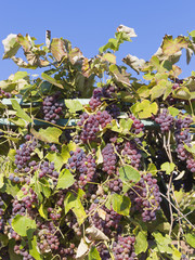 Wall Mural - delicious red grapes