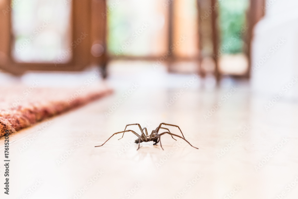 common house spider on a smooth tile floor seen from ground level in a kitchen in a residential home - obrazy, fototapety, plakaty 