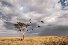 Committee Of Vultures In The Masai Mara, Kenya