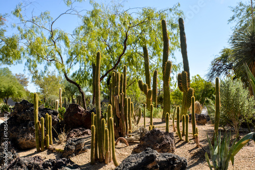 Cactus Garden Henderson Las Vegas Buy This Stock Photo And