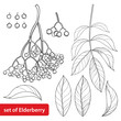 Vector set with outline Sambucus nigra or black elder or elderberry, bunch, berry and leaves isolated on white background. Drawing of elderberry in contour style for autumn design and coloring book.