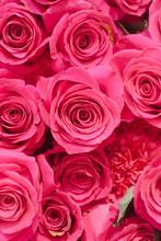 Background Of Vivid Pink Roses