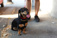 Adorable Black Dachshund On The Leash In The Street