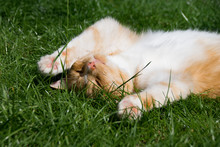Ginger Cat Resting On The Grass Lawn