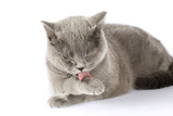 Fototapeta Koty - British cat washed closeup on isolation