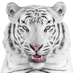 White tiger portrait