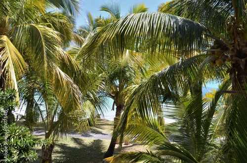 Plage De Sable Blanc Avec Palmier Et Cocotier Sur Lîle