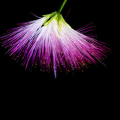 Wall Mural - Defocused blurred purple flower on black background.