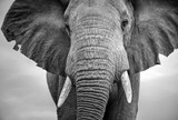 Fototapeta Na drzwi - Close-up of a male elephant with ears extended