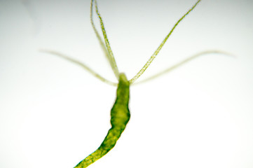 Hydra is a genus of small fresh-water animals