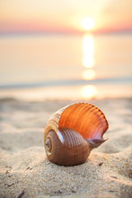Sea Shell On Beach At Sunset