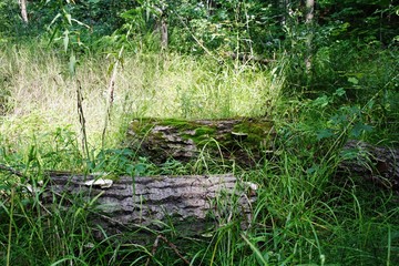 two logs in a meadow