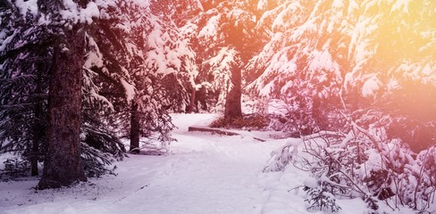 Poster - Snow covered trees during winter