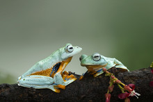 Two Tree Frogs On A Branch, Indonesia