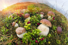 Lot Of White Mushrooms In The Carpathians