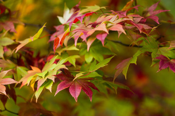 Wall Mural - Change color of maple leave