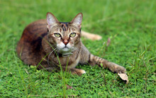  Cat Looking Forward After Play Outdoor Green Field
