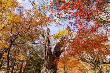 Wall Mural - low angle of autumn forest