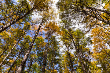 Wall Mural - forest in autumn