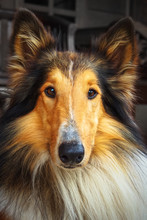 Portrait Of A Collie Dog